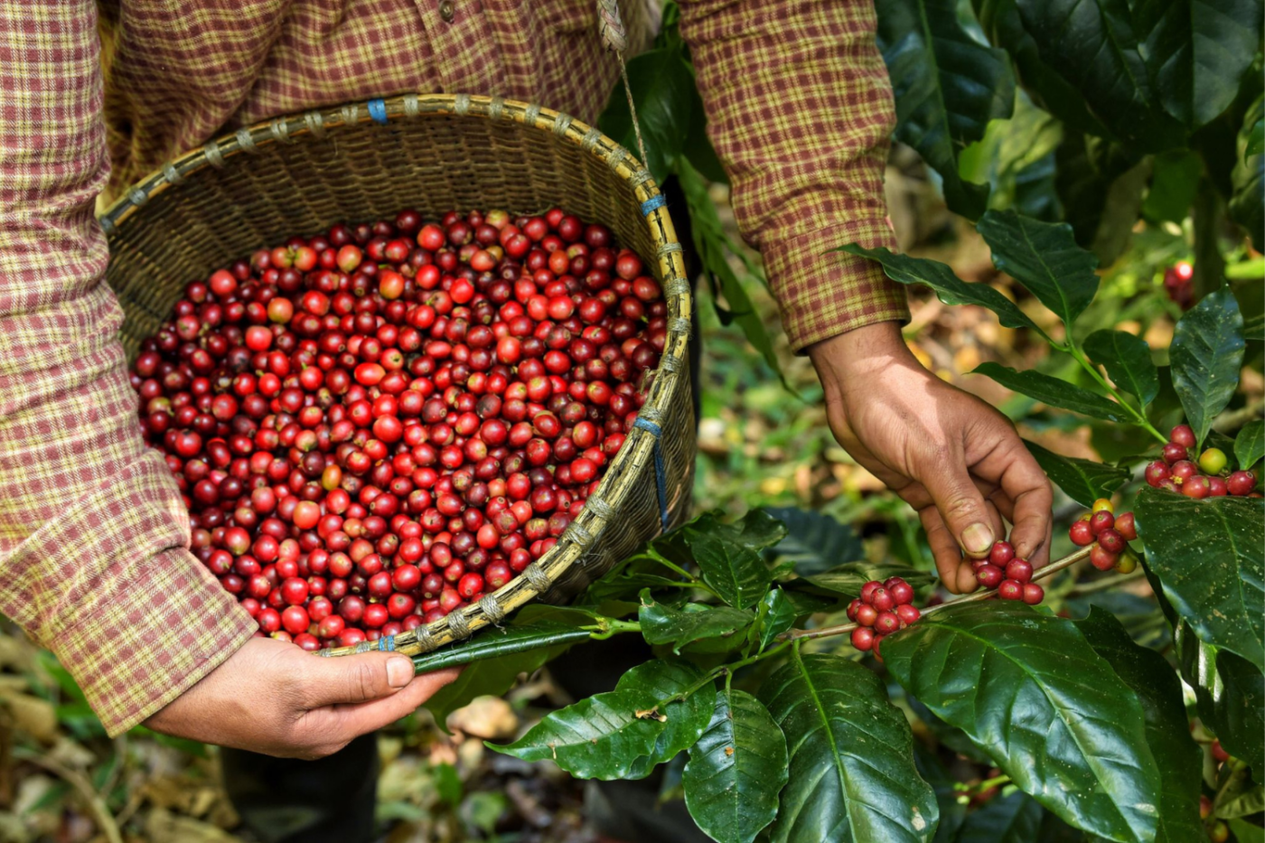 Organic Fair Trade Berries